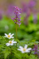Bulbous corydalis / hollow la...