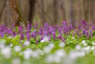 Bulbous corydalis / hollow la...
