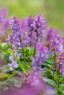 Bulbous corydalis / hollow la...