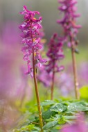 Bulbous corydalis / hollow la...
