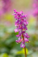 Bulbous corydalis / hollow la...
