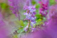 Bulbous corydalis / hollow la...