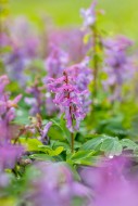 Bulbous corydalis / hollow la...