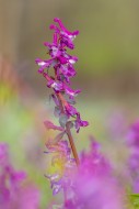 Bulbous corydalis / hollow la...