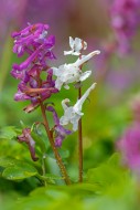 White and mauve bulbous coryd...