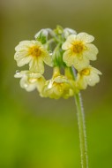 True oxlip (Primula elatior) ...