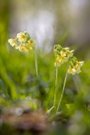 True oxlip (Primula elatior) ...