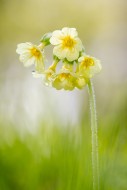 True oxlip (Primula elatior) ...