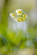 True oxlip (Primula elatior) ...