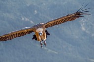 Eurasian griffon vulture (Gyp...