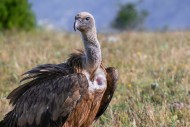 Close-up of Eurasian griffon ...
