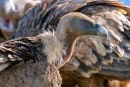 Close-up of Eurasian griffon ...