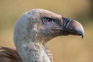 Eurasian griffon vulture (Gyp...
