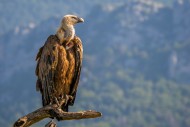 Eurasian griffon vulture (Gyp...
