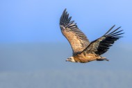 Eurasian griffon vulture (Gyp...