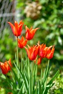 Blooming red tulips (Tulipa) ...