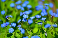 Forget-me or spring navel nut...