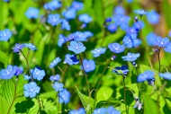 Forget-me or spring navel nut...
