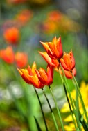 Blooming red tulips (Tulipa) ...