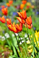 Blooming red tulips (Tulipa) ...