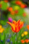 Blooming red tulips (Tulipa) ...