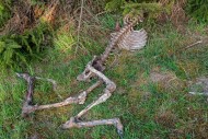 Roe deer (Capreolus capreolus...