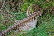Roe deer (Capreolus capreolus...