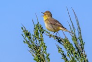 Melodious warbler (Hippolais ...