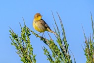Melodious warbler (Hippolais ...