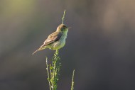 Melodious warbler (Hippolais ...