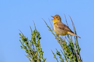 Melodious warbler (Hippolais ...