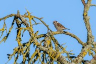 Eurasian tree sparrow (Passer...