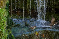 White-throated dipper / Centr...