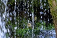 White-throated dipper / Centr...