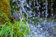 White-throated dipper / Centr...