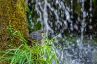 White-throated dipper / Centr...