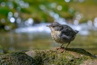 Fledged white-throated dipper...