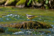 Grey wagtail (Motacilla ciner...