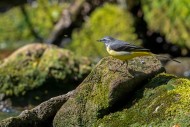 Grey wagtail (Motacilla ciner...