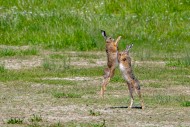 European brown hares (Lepus e...