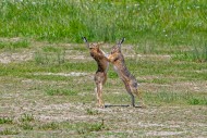 European brown hares (Lepus e...