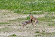 European brown hares (Lepus e...