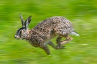Fleeing European brown hare (...