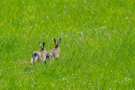 European brown hares (Lepus e...
