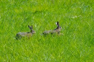 European brown hares (Lepus e...