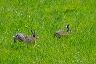 European brown hares (Lepus e...