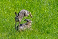 European brown hares (Lepus e...