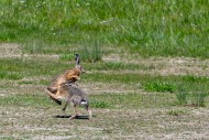 European brown hares (Lepus e...
