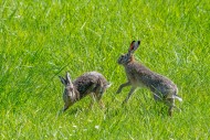 European brown hares (Lepus e...