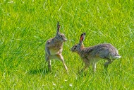 European brown hares (Lepus e...
